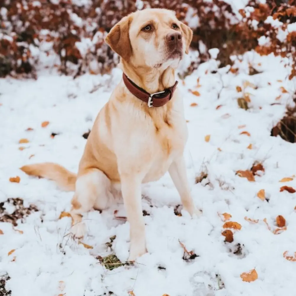 Forside Billede Hund