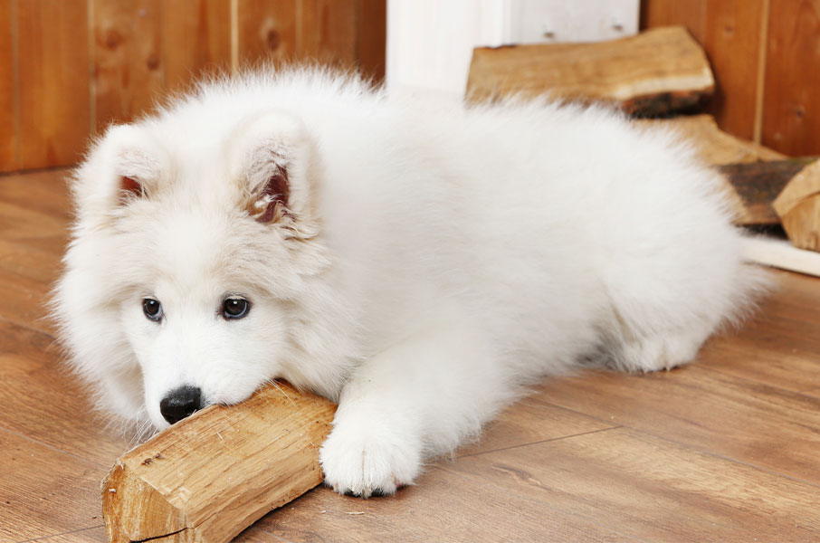 Hvad køber du til hunden der bider og ødelægger alt? Hvad køber du til hunden der bider og ødelægger alt?