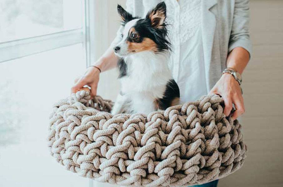Hvordan vælger du en Hundeseng Hvordan vælger du en Hundeseng
