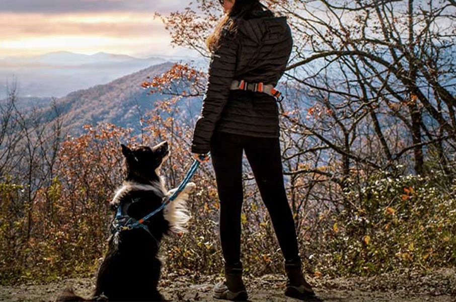 Hvordan vælger du en Hundesele Hvordan vælger du en Hundesele