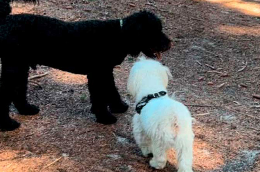 Tjek Liste til Ny Hundehvalp Tjek Liste til ny Hundehvalp